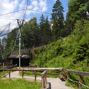 Main walkthrough for Tawny owl - Owl aviary at Borova Lada, nationalpark Sumava