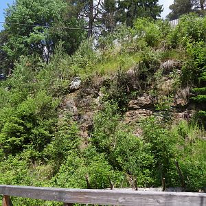 Main walkthrough for Tawny owl - Owl aviary at Borova Lada, nationalpark Sumava