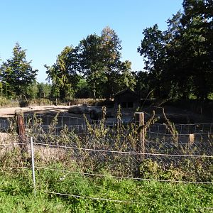 Wild boar exhibit - Naturpark Geras
