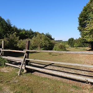 Heck horse exhibit - Naturpark Geras