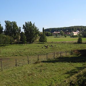 Heck cattle exhibit - Naturpark Geras