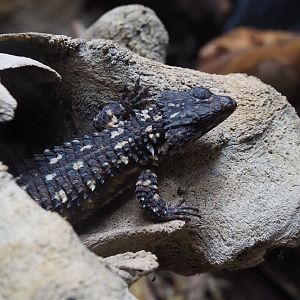 Zoutpansberg girdled lizard (Smaug depressus), 2024-02-17
