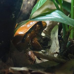Sambava tomato frog (Dyscophus guineti), 2024-02-17