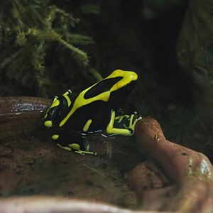 Dyeing poison dart frog (Dendrobates tinctorius), 2024-02-17