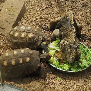 Red-footed tortoises  (Chelonoidis carbonarius) and Cuban iguana (Cyclura nubila nubila), 2024-02-17