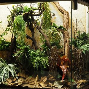 Baron's green racer and Black beauty stick insect terrarium, 2024-02-17