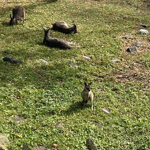 Western Gray Kangaroo- one of the joeys has left the pouch.