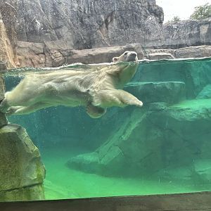 Polar Bear- Amelia Gray