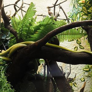 Baron's green racer (Philodryas baroni), 2024-02-17