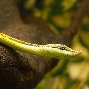 Baron's green racer (Philodryas baroni), 2024-02-17