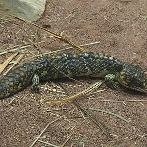 Western shingleback (Tiliqua rugosa rugosa), 2024-02-17