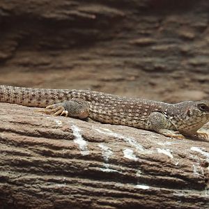 Desert iguana (Dipsosaurus dorsalis), 2024-02-17