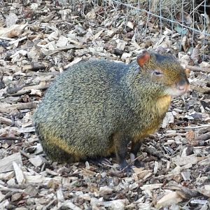 Newly arrived Azara's Agouti, 23rd September 2025
