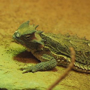 Giant horned lizard (Phrynosoma asio), 2024-02-17