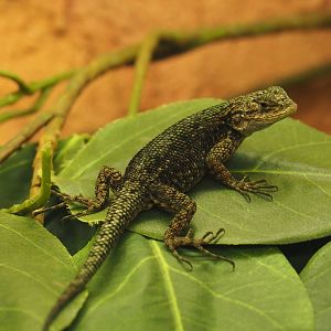 Guatemalan emerald spiny lizard (Sceloporus taeniocnemis), 2024-02-17