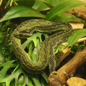 Great Lakes bush viper (Atheris nitschei), 2024-02-17