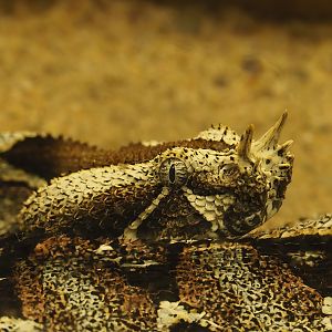 Rhinoceros viper (Bitis nasicornis), 2024-02-17