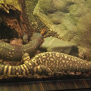 Rio Fuerte beaded lizards (Heloderma horridum exasperatum), 2024-02-17