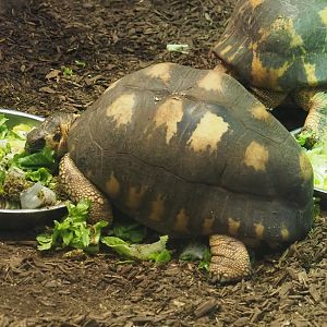 Radiated tortoise (Astrochelys radiata), 2024-02-17