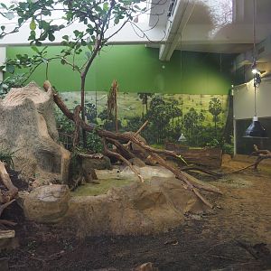 Komodo dragon exhibit, 2024-02-17