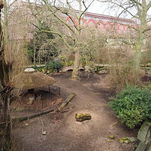 Sulawesi babirusa exhibit, 2024-02-17