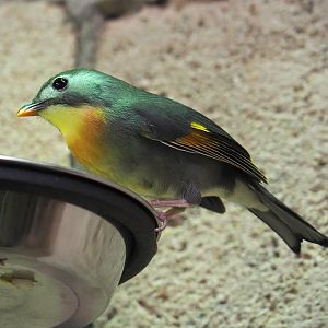 Red-billed Leiothrix (Leiothrix lutea), 2024-02-17