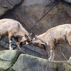 Tajik markhors (Capra falconeri heptneri), 2024-02-17