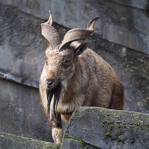 Tajik markhor (Capra falconeri heptneri), 2024-02-17