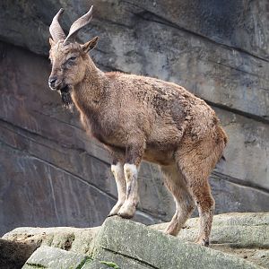 Tajik markhor (Capra falconeri heptneri), 2024-02-17