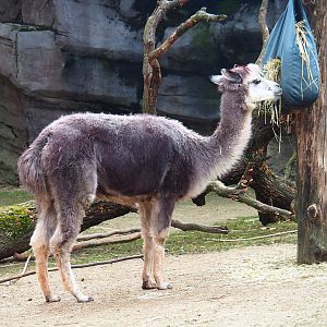 Alpaca (Vicugna pacos), 2024-02-17