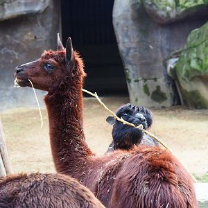 Alpacas (Vicugna pacos), 2024-02-17
