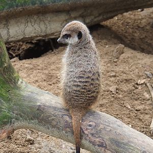 Meerkat (Suricata suricatta), 2024-02-17