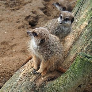 Meerkats (Suricata suricatta), 2024-02-17