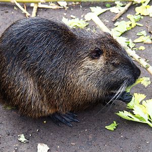 Nutria (Myocastor coypus), 2024-02-17