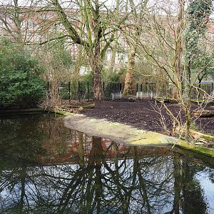 Malayan tapir exhibit, 2024-02-17