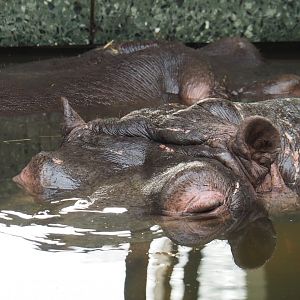 Hippopotamus Hermien (Hippopotamus amphibius), 2024-02-17