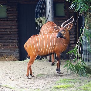 Mountain bongo (Tragelaphus eurycerus isaaci), 2024-02-17