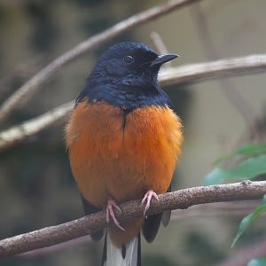 White-rumped shama (Copsychus malabaricus), 2024-02-17