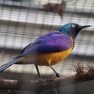 Golden-breasted starling (Lamprotornis regius), 2024-02-17