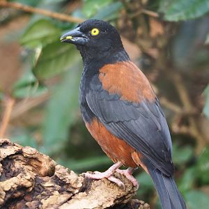 Chestnut-and-black weaver (Ploceus nigerrimus castaneofuscus), 2024-02-17