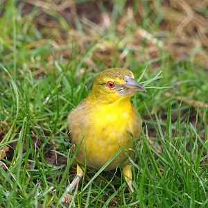 Female Village weaver (Ploceus cucullatus), 2024-02-17
