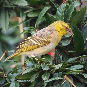 Female Village weaver (Ploceus cucullatus), 2024-02-17