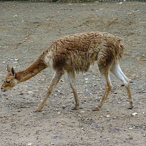 Vicuña (Lama vicugna)