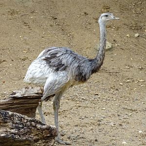 Greater rhea (Rhea americana)