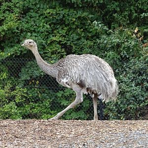 Darwin's rhea (Rhea pennata)