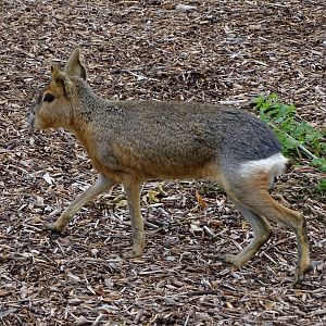 Patagonian mara (Dolichotis patagonum)