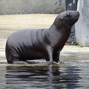 South American sea lion (Otaria flavescens)