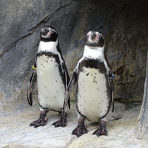 Humboldt penguin (Spheniscus humboldti)