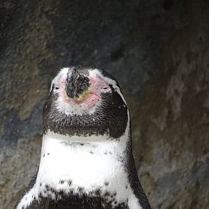 Humboldt penguin (Spheniscus humboldti)