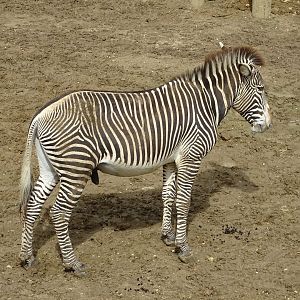 Grévy's zebra (Equus grevyi)